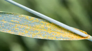 alertes risques maladies du blé